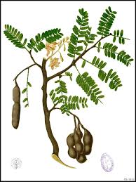 Image result for Tamarindus