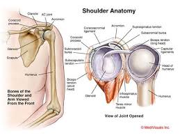 Pin On The Shoulder Rotator Cuff Bankart Labrum Tear Bicep