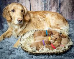 Don't miss what's happening in your neighborhood. This Golden Retriever Who Had A Maternity Shoot Just Gave Birth To Her Puppies