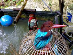 Wombat ada poket di bahagian. 13 December 2010 Poorni1989