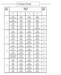 Solved 1 The Coding Master Strand Of A Dna Molecule Ha