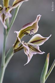 Image result for Gladiolus permeabilis