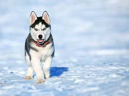 Siberian huskies originated in northeast asia where they are bred by the chukchi people of siberia for sled pulling, and companions. What Is A Red Siberian Husky Here Are The Facts