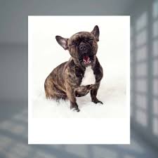 Or your puppy simply may have gas, and hiccups are the result. Dog Hiccups At Night Cause For Concern The Truth Oodle Life