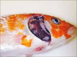 Especially when they're not even dead. A Guide To Koi Herpesvirus Disease How To Detect Treat And Prevent The Fish Site