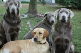Silver Labrador Silver Lab Puppies Silver Labrador Puppies Labrador