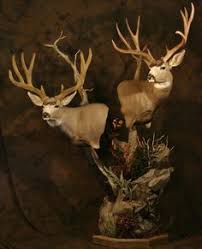 This is a nice western montana mule deer. 13 Zoological Specimen Ideas