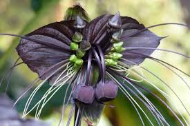 Image result for Tacca