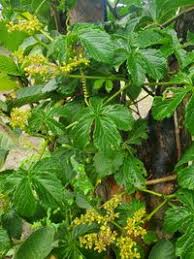 Image result for Cyphostemma abercornense