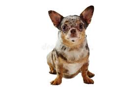 Image result for chihuahua big obesity