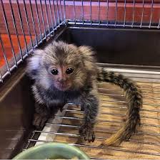 Someone posted footage chinese social media site tudou claiming they're selling the monkeys, but how they got the marmosets into the country is anybody's guess. Pygmy Female Monkey For Sale Pygmy Marmoset Breeders In Florida