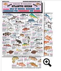 Saltwater Identification Chart 5 Contains 64 Saltwater