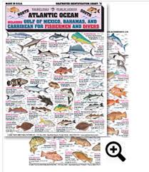 saltwater identification chart 5 contains 64 saltwater