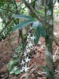 Image result for Aerangis ugandensis