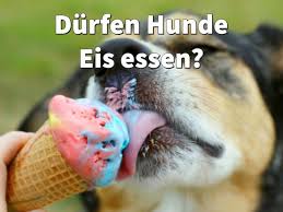 Durfen Hunde Eis Essen Fruchteis Wassereis Joghurt Eis Eiswurfel Eis Fur Hunde Eis Essen Joghurt Eis