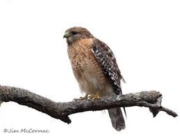Black And White Bird With Red Throat Ohio Red Shouldered Hawk Fore And Aft Ohio Birds Birds Hawk