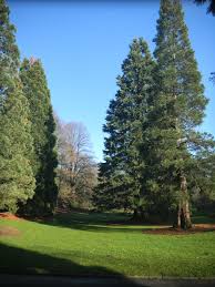 Freunde Und Forderer Des Botanischen Gartens Rombergpark E V Freunde Und Forderer Des Botanischen Gartens Rombergpark Botanischer Garten Garten Bepflanzung