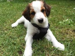 Er jagd die enten nicht. Hund An Bord So Habe Ich Unser Boot Sicher Fur Den Welpen Gemacht Booteblog Net