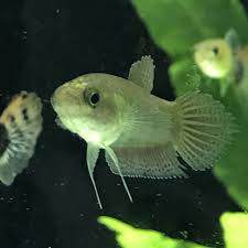 Pin By Fresh N Marine On Latest Products Available Betta Animals New Product