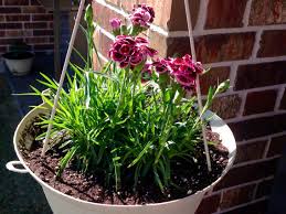 Pink Burgundy Dianthus Hanging Basket On My Patio Hanging Baskets Flowers Floral Arrangements