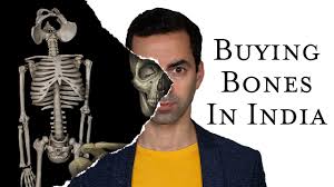 This quiz on human bones is designed to test your knowledge on the location of each individual bone. Can You Legally Buy A Real Human Skeleton Youtube
