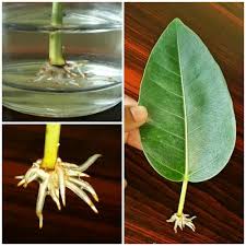 Water thoroughly until water comes out the bottom drain hole. Ficus Racemosa Leaf Rooting In Water Just Plain Tap Water Without Any Rooting Hormone Propagating Plants Propogating Plants Rubber Tree Plant