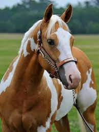 Facts You Didn T Know About The American Paint Horse Just Credible