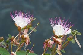 Image result for Capparaceae