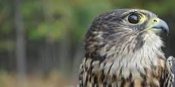 Introduction to Raptor Field Techniques
