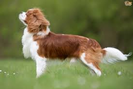 Image result for royalty free cc images of dogs