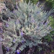 Indicators include canyon live oak, interior live oak, blue oak, valley oak, and california species of sage (salvia spp) alone or in combination (pseudo51: Blue Oak Sage Salvia Chamaedryoides In The Salvias Database Garden Org