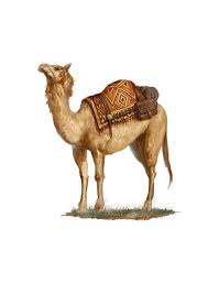 A typical camel stands about 6 feet at the shoulder and 7 feet at the hump. Camel Monsters Archives Of Nethys Pathfinder 2nd Edition Database