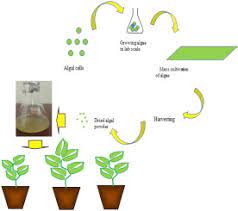 Wowgrowalgae highly mineralized plant fertilizers concentrated formulas from klamath lake, oregon helps farms & gardens thrive! Production And Assessment Of Microalgal Liquid Fertilizer For The Enhanced Growth Of Four Crop Plants Sciencedirect