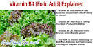 Vitamin B9 (Folic acid) University of Maryland Medical Center