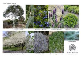 Palette Vegetale Pour Creer Une Ambiance Mediterraneenne Paysagiste Pittosporum Tobira Nana Jardins