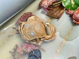 Haram ka matalab hindi me kya hai (haram का हिन्दी में मतलब ). Is Crab Halal Or Haram