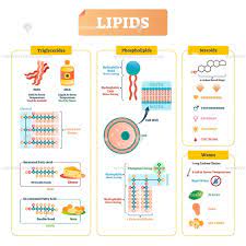 Lipids Vector Illustration Vectormine Biochemistry Notes Biochemistry Biology Notes
