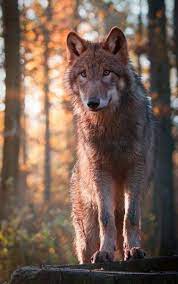 Wolves Wolfs Wolf Photography Wolf Dog Wolf Photos