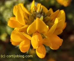 Image result for Adenocarpus