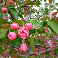 Spring brandywine flowering crab flowering crab trees Brandywine Branzam Copf From Nvk Nurseries
