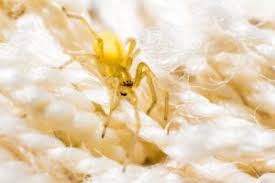 Image result for yellow sac spider bite skin