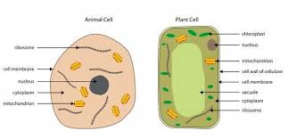 Plant and animal cell cytokinesis difference. Differences Between Plant And Animal Cells Plant And Animal Cells Plant Cell Diagram Cell Diagram