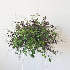 A type of wandering jew, the plant produces leaves that are light green on top and purple underneath and tiny white flowers through the spring and summer. Bridal Veil A Lovely Trailing Indoor Plant Plantandpot Nz