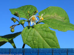 Image result for Solanum scabrum