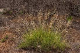 Image result for Sporobolus ioclados