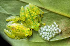 Image result for glass frog