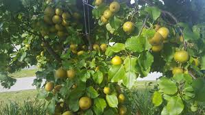 By nature, the pear tree is tall and columnar when young. Second Round Of Thinning On My Asian Pears General Fruit Growing Growing Fruit