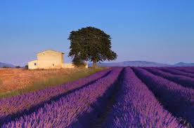 Provence Lavender Fields Tour From Aix En Provence Lavender Fields Provence Lavender Fields France Provence