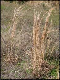This plant list is only a recommendation and has no legal effect in the state of texas. Broomsedge Infestations Are Highly Visible In Fall Pastures Panhandle Agriculture