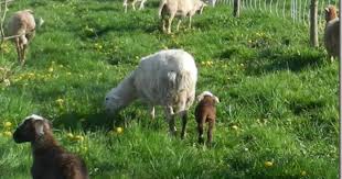 Pulpy Kidney Sheep And Lamb Collie Animals And Pets